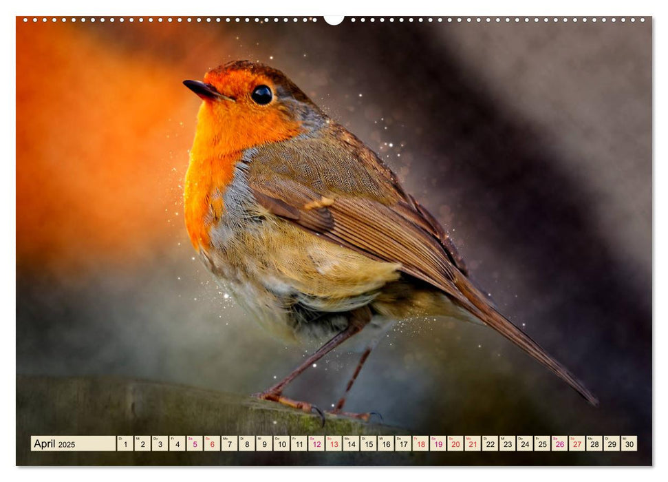 Bei uns im Garten - Rotkehlchen (CALVENDO Premium Wandkalender 2025)