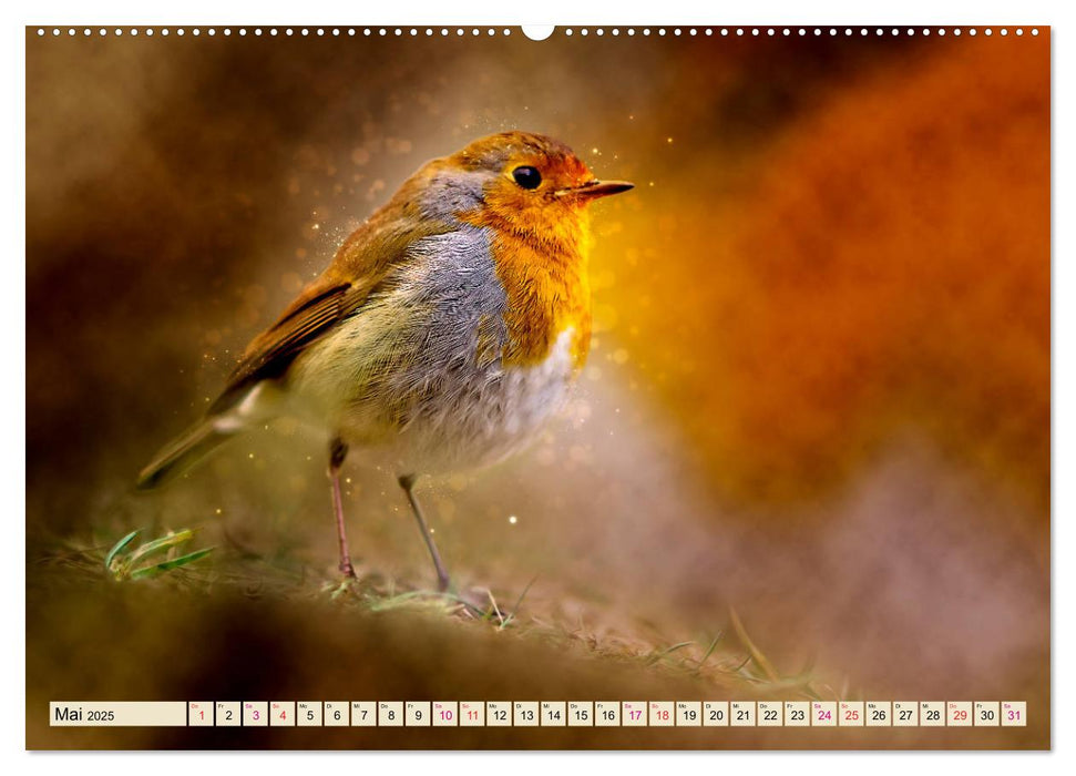 Bei uns im Garten - Rotkehlchen (CALVENDO Premium Wandkalender 2025)