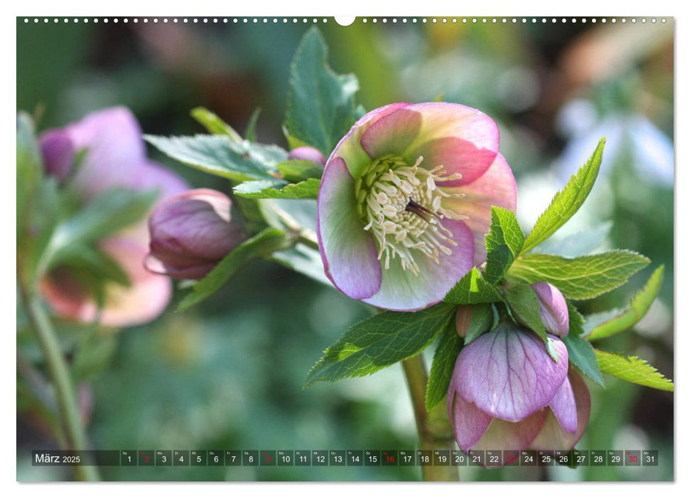 Christrosen (CALVENDO Premium Wandkalender 2025)