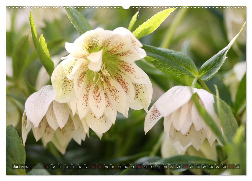 Christrosen (CALVENDO Premium Wandkalender 2025)