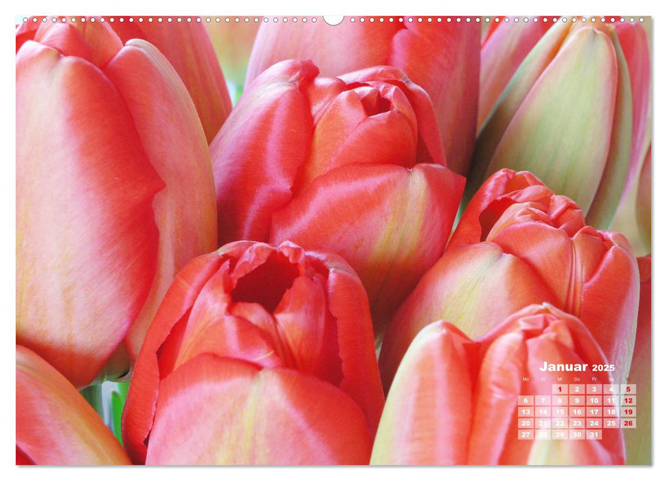 Tulpen, Tulips, Tulipes (CALVENDO Premium Wandkalender 2025)