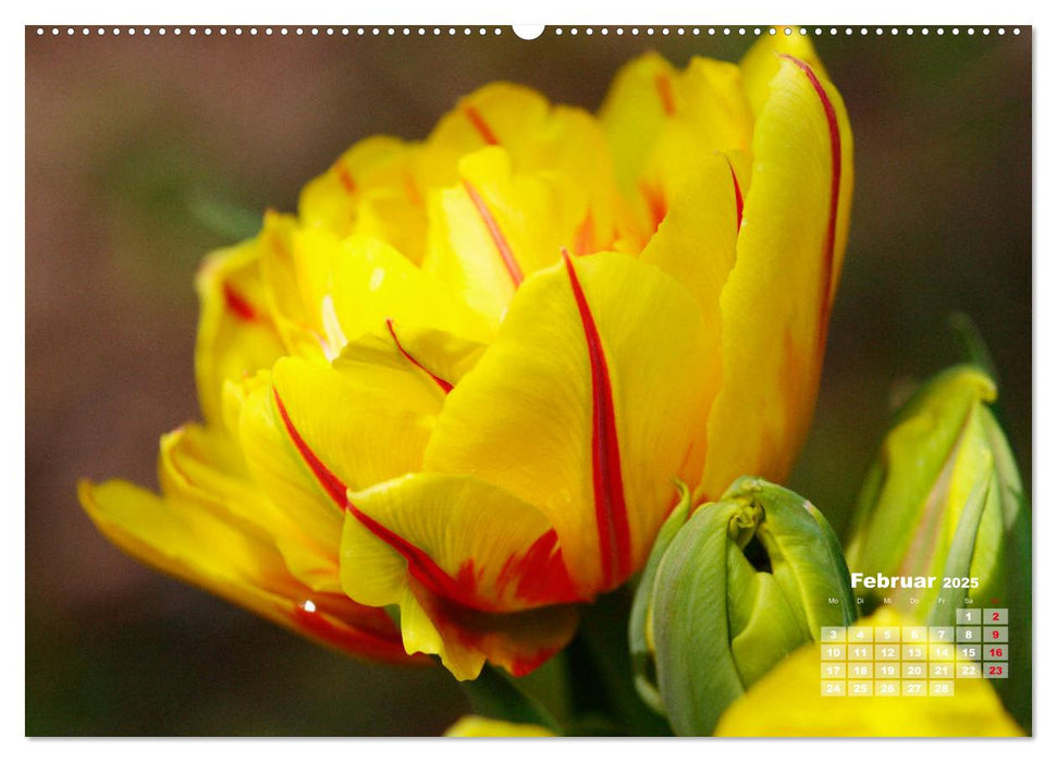 Tulpen, Tulips, Tulipes (CALVENDO Premium Wandkalender 2025)