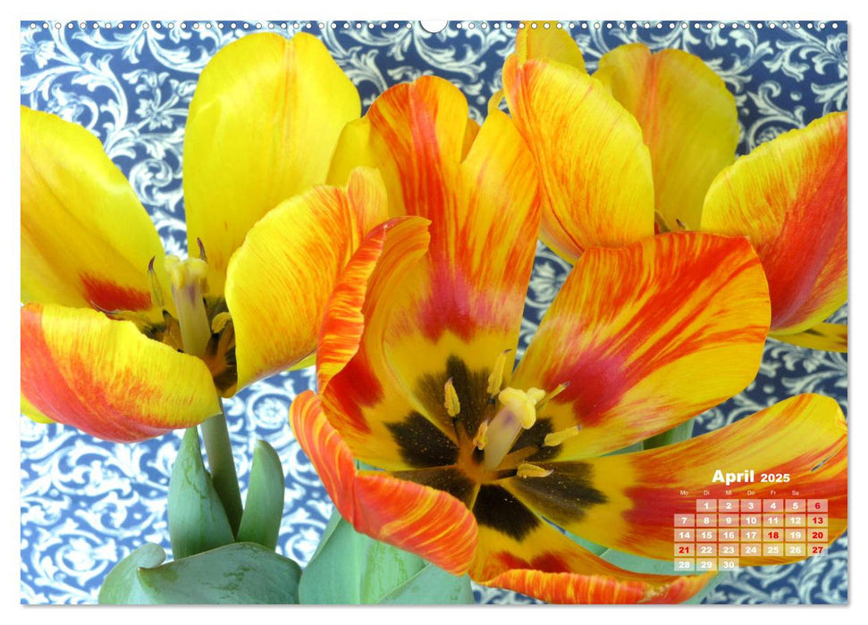 Tulpen, Tulips, Tulipes (CALVENDO Premium Wandkalender 2025)