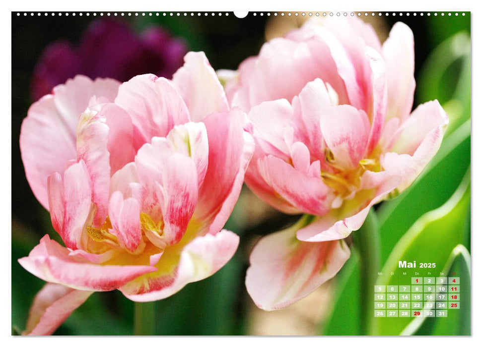 Tulpen, Tulips, Tulipes (CALVENDO Premium Wandkalender 2025)