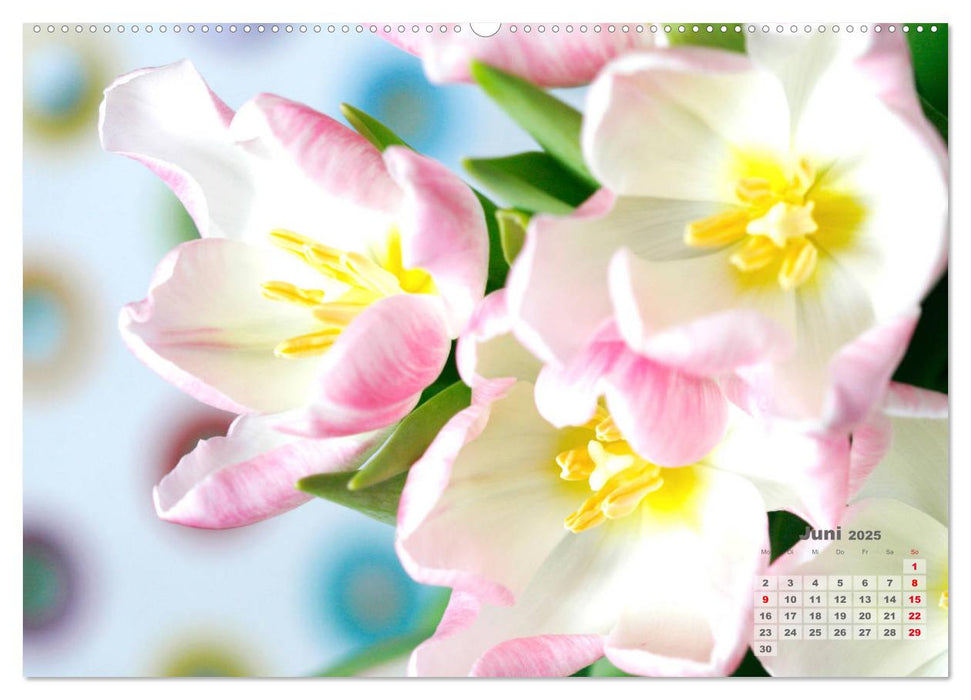 Tulpen, Tulips, Tulipes (CALVENDO Premium Wandkalender 2025)