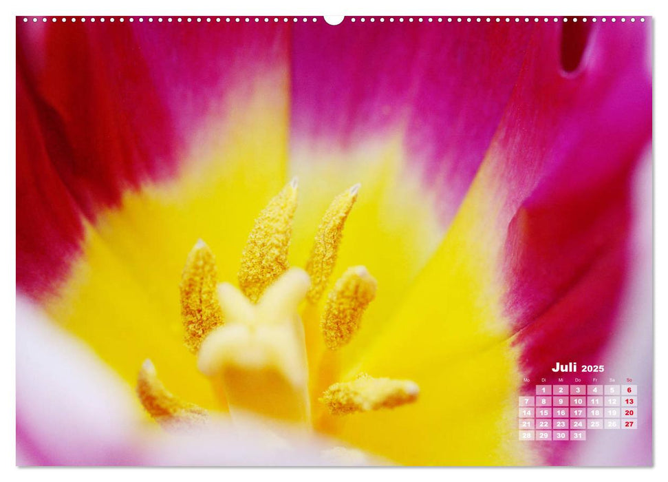 Tulpen, Tulips, Tulipes (CALVENDO Premium Wandkalender 2025)