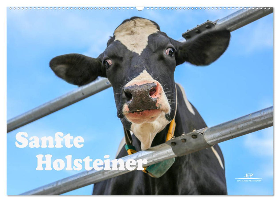 Sanfte Holsteiner (CALVENDO Wandkalender 2025)