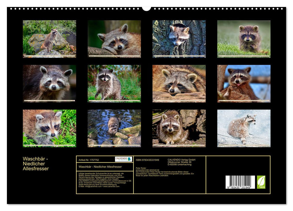 Waschbär - Niedlicher Allesfresser (CALVENDO Premium Wandkalender 2025)