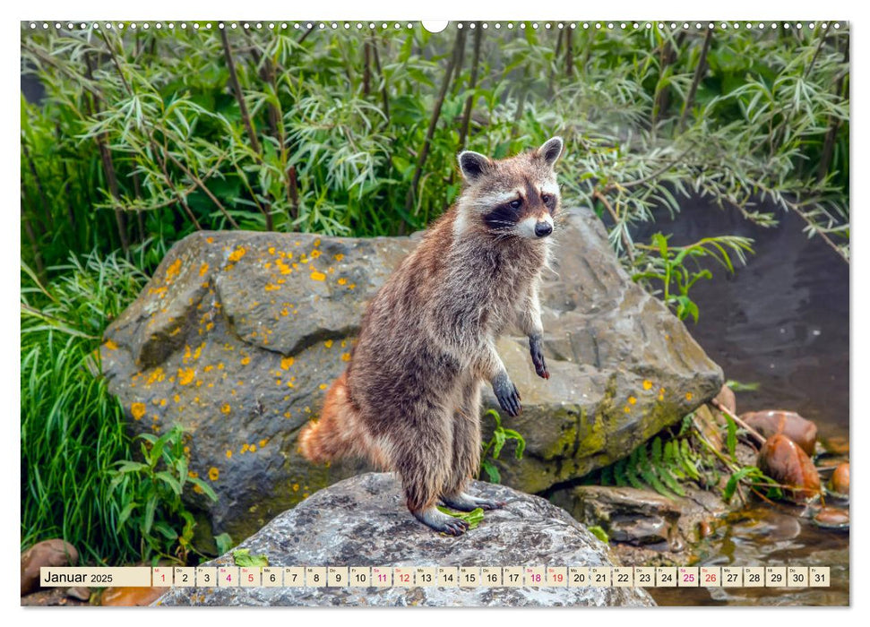 Waschbär - Niedlicher Allesfresser (CALVENDO Premium Wandkalender 2025)