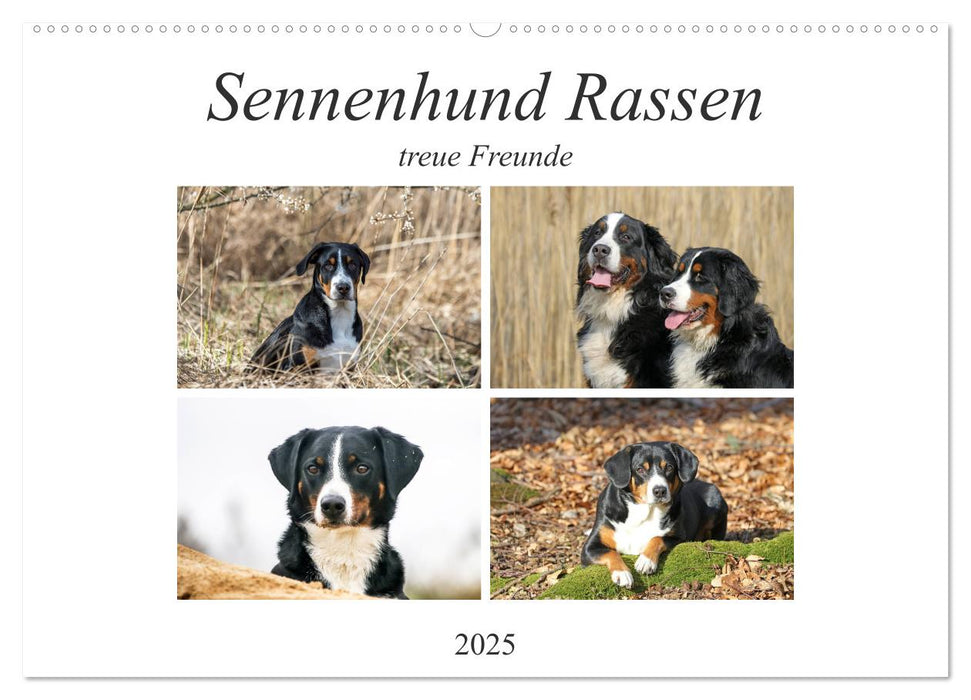 Sennenhund Rassen (CALVENDO Wandkalender 2025)