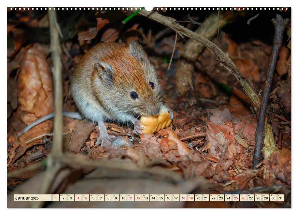 Kleiner Nager - Maus (CALVENDO Premium Wandkalender 2025)