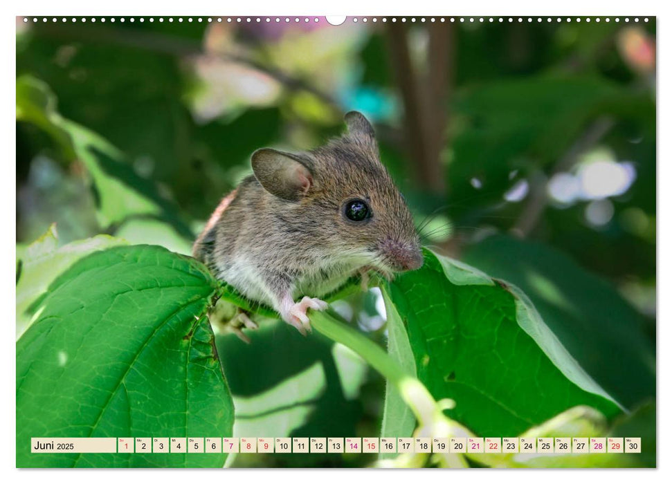 Kleiner Nager - Maus (CALVENDO Premium Wandkalender 2025)