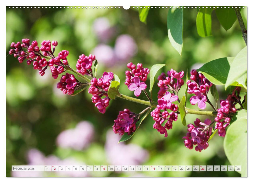 Fliederblüte (CALVENDO Premium Wandkalender 2025)