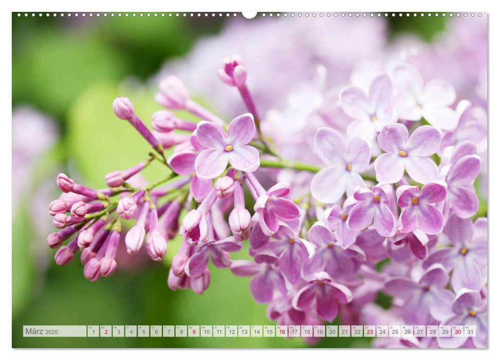 Fliederblüte (CALVENDO Premium Wandkalender 2025)