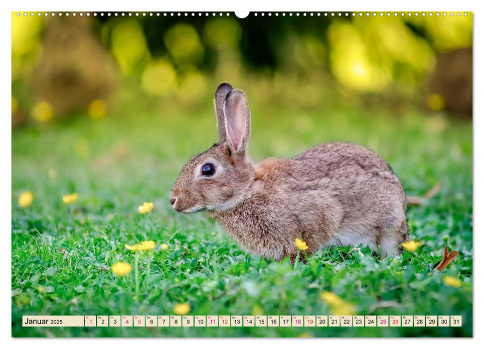 Feldhasen und Kaninchen (CALVENDO Wandkalender 2025)