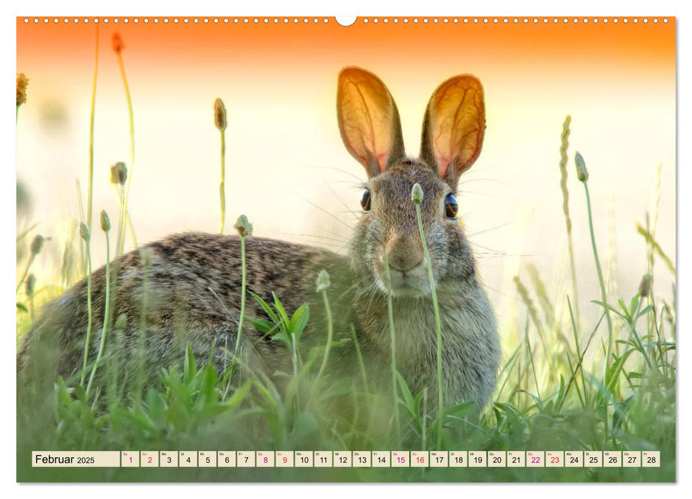 Feldhasen und Kaninchen (CALVENDO Wandkalender 2025)