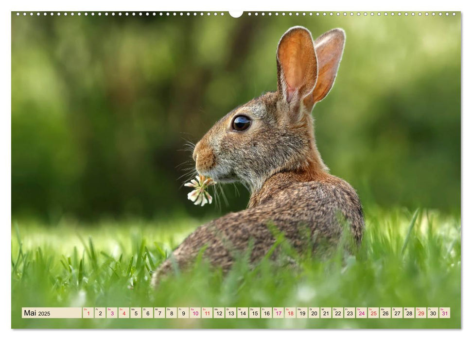 Feldhasen und Kaninchen (CALVENDO Wandkalender 2025)