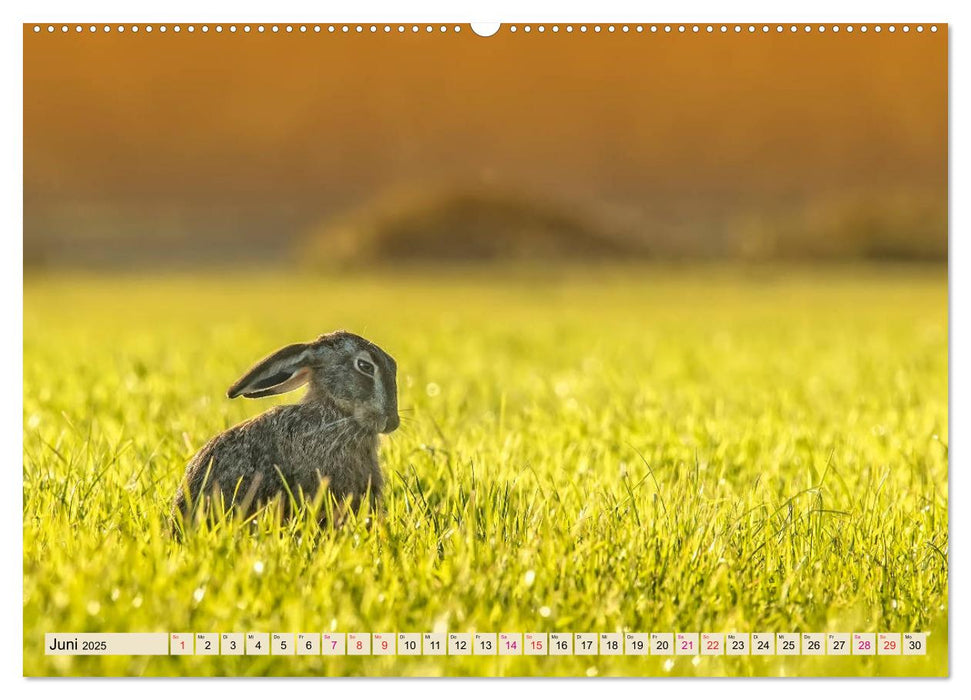 Feldhasen und Kaninchen (CALVENDO Wandkalender 2025)