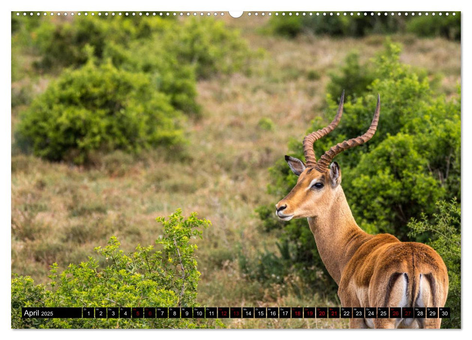 Südafrika - Lesotho (CALVENDO Premium Wandkalender 2025)