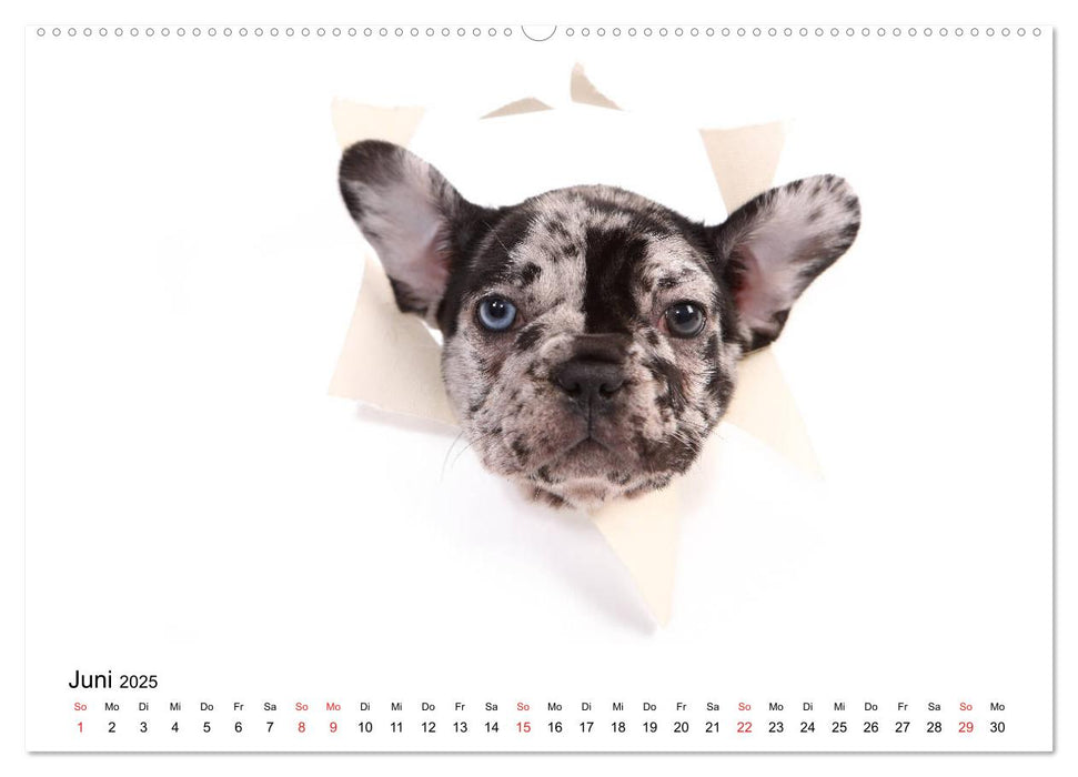 Funny Dogs (CALVENDO Wandkalender 2025)