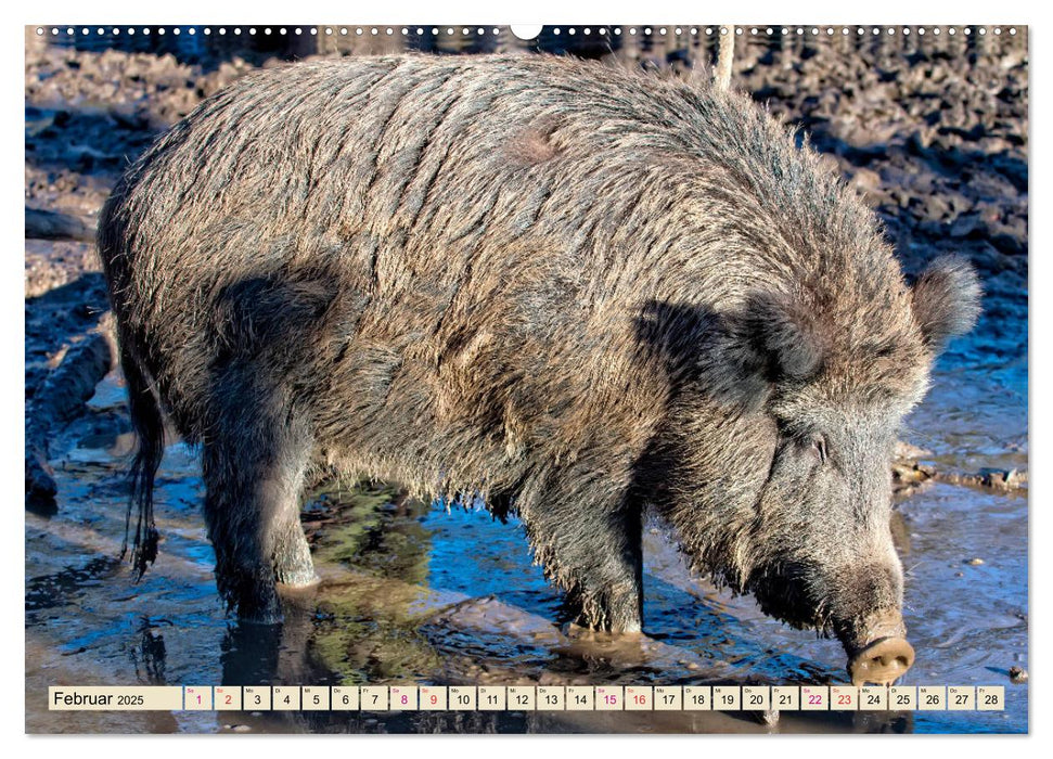 Unverwechselbar - Wildschwein (CALVENDO Premium Wandkalender 2025)