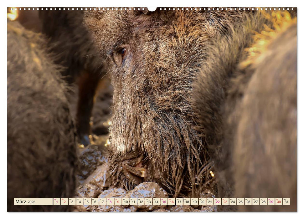 Unverwechselbar - Wildschwein (CALVENDO Premium Wandkalender 2025)