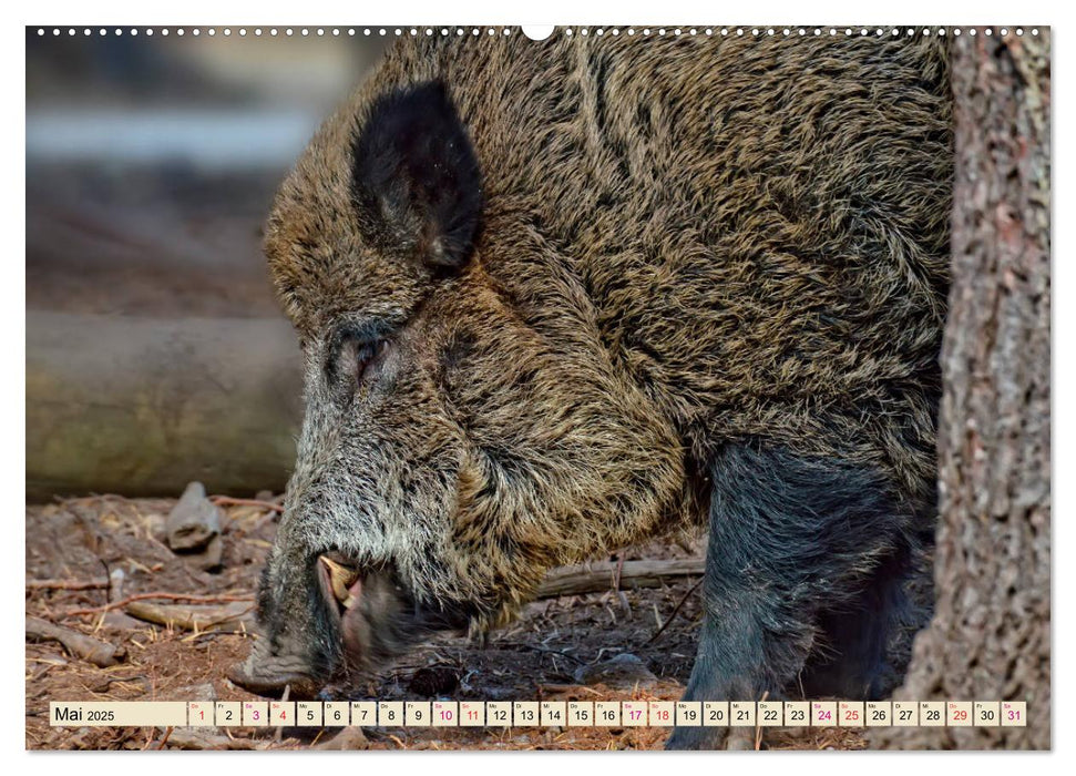 Unverwechselbar - Wildschwein (CALVENDO Premium Wandkalender 2025)