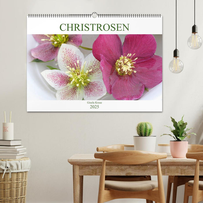 Christrosen (CALVENDO Wandkalender 2025)