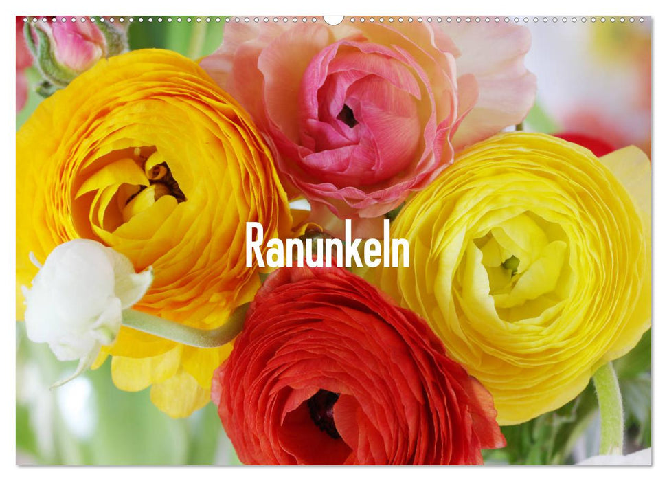 Ranunkeln (CALVENDO Wandkalender 2025)