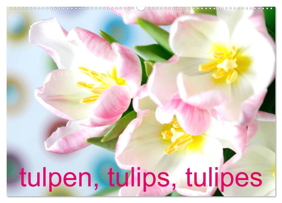 Tulpen, Tulips, Tulipes (CALVENDO Wandkalender 2025)