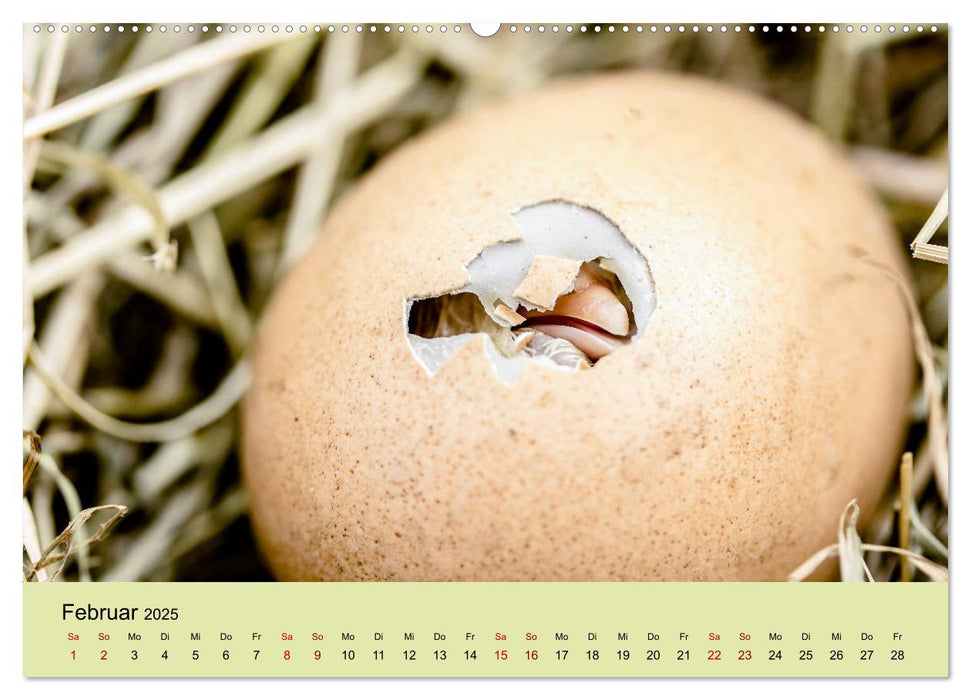 Vom Ei zum Huhn. Die Entwicklung von Küken (CALVENDO Premium Wandkalender 2025)