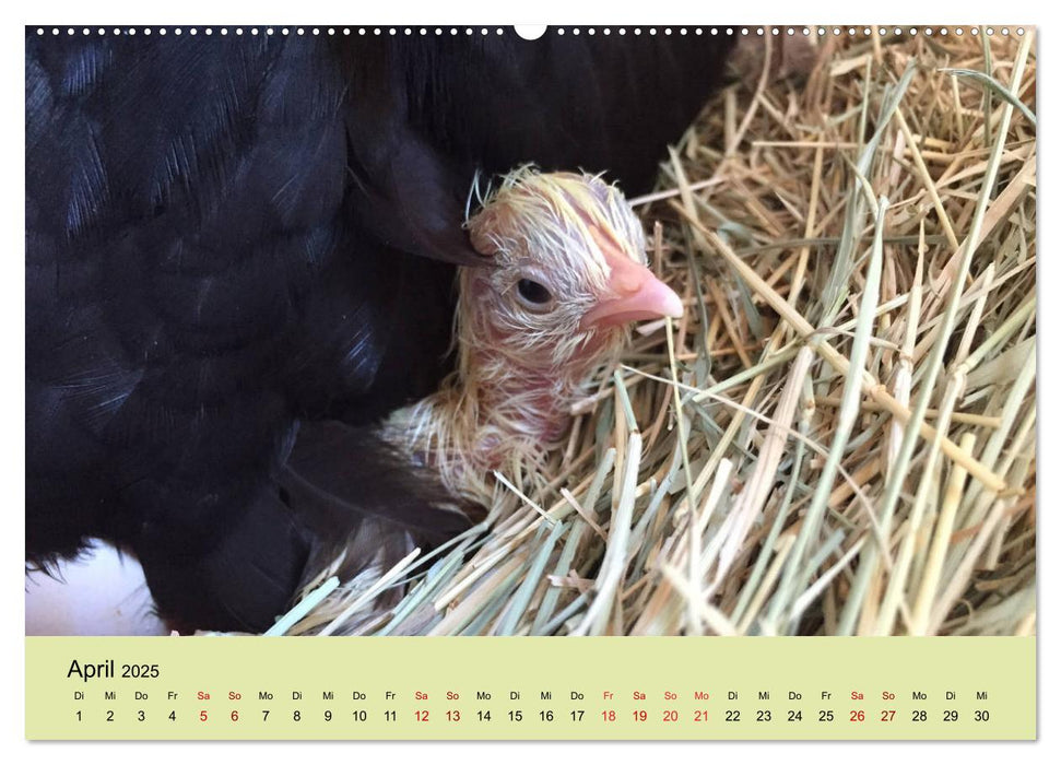 Vom Ei zum Huhn. Die Entwicklung von Küken (CALVENDO Premium Wandkalender 2025)