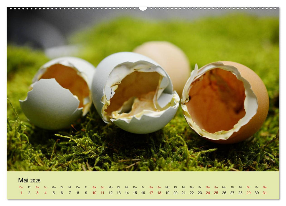 Vom Ei zum Huhn. Die Entwicklung von Küken (CALVENDO Premium Wandkalender 2025)