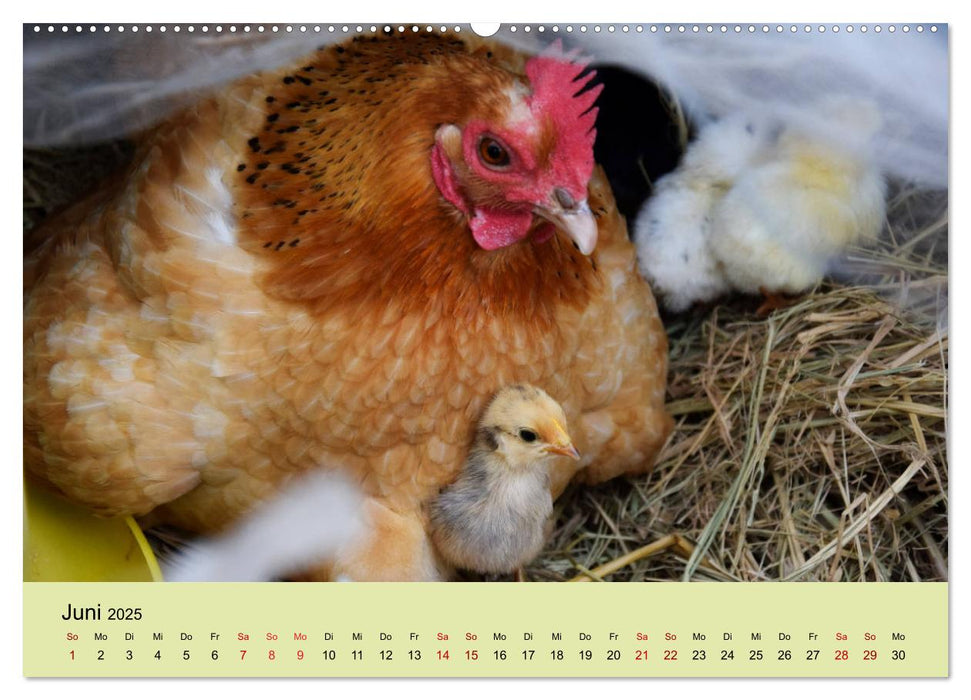 Vom Ei zum Huhn. Die Entwicklung von Küken (CALVENDO Premium Wandkalender 2025)