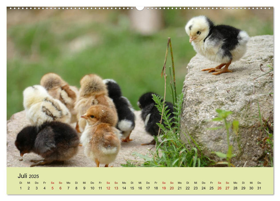 Vom Ei zum Huhn. Die Entwicklung von Küken (CALVENDO Premium Wandkalender 2025)