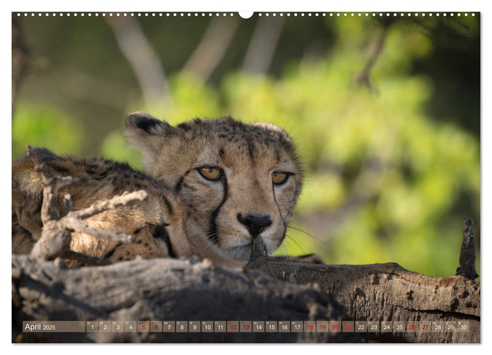 Geparden - Die Schönheiten Afrikas (CALVENDO Premium Wandkalender 2025)