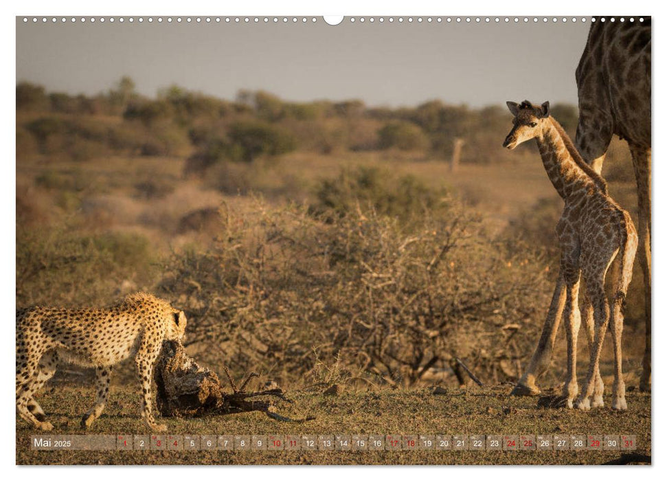 Geparden - Die Schönheiten Afrikas (CALVENDO Premium Wandkalender 2025)