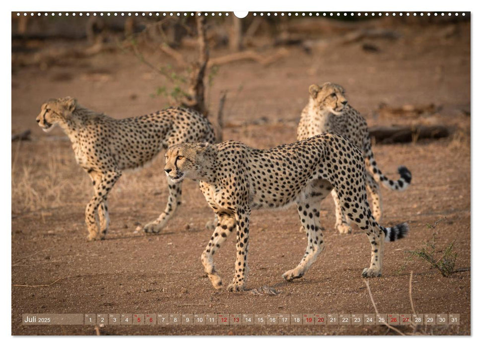 Geparden - Die Schönheiten Afrikas (CALVENDO Premium Wandkalender 2025)