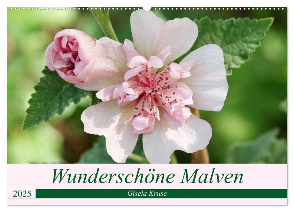 Wunderschöne Malven (CALVENDO Wandkalender 2025)