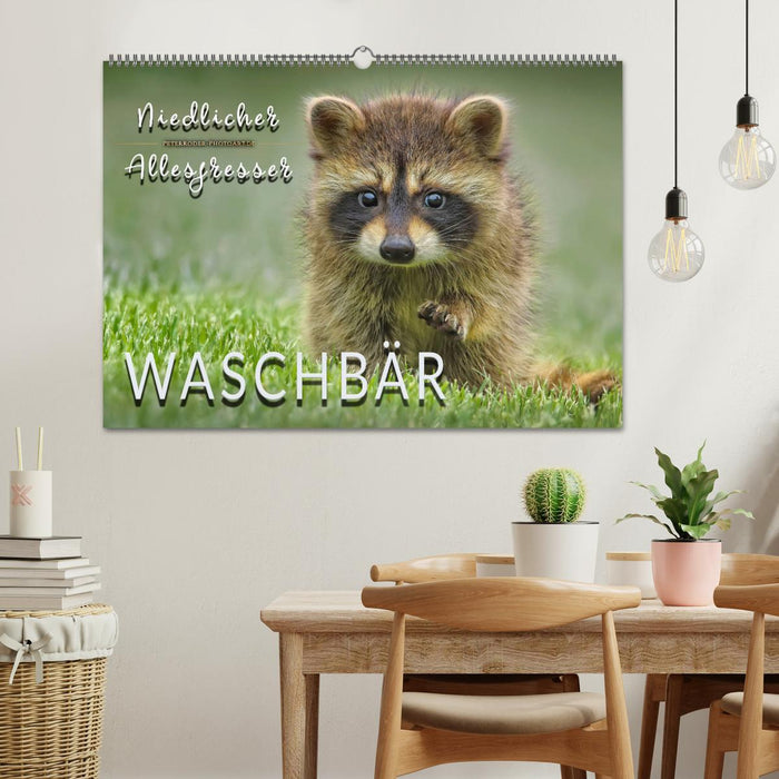 Waschbär - Niedlicher Allesfresser (CALVENDO Wandkalender 2025)