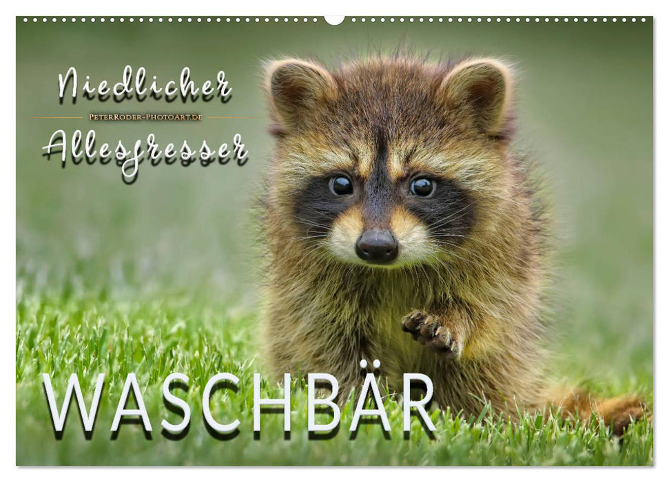 Waschbär - Niedlicher Allesfresser (CALVENDO Wandkalender 2025)