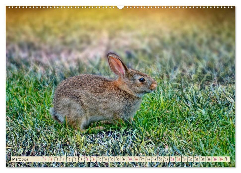 Feldhasen und Kaninchen (CALVENDO Premium Wandkalender 2025)