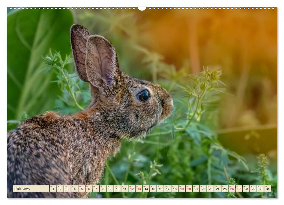 Feldhasen und Kaninchen (CALVENDO Premium Wandkalender 2025)