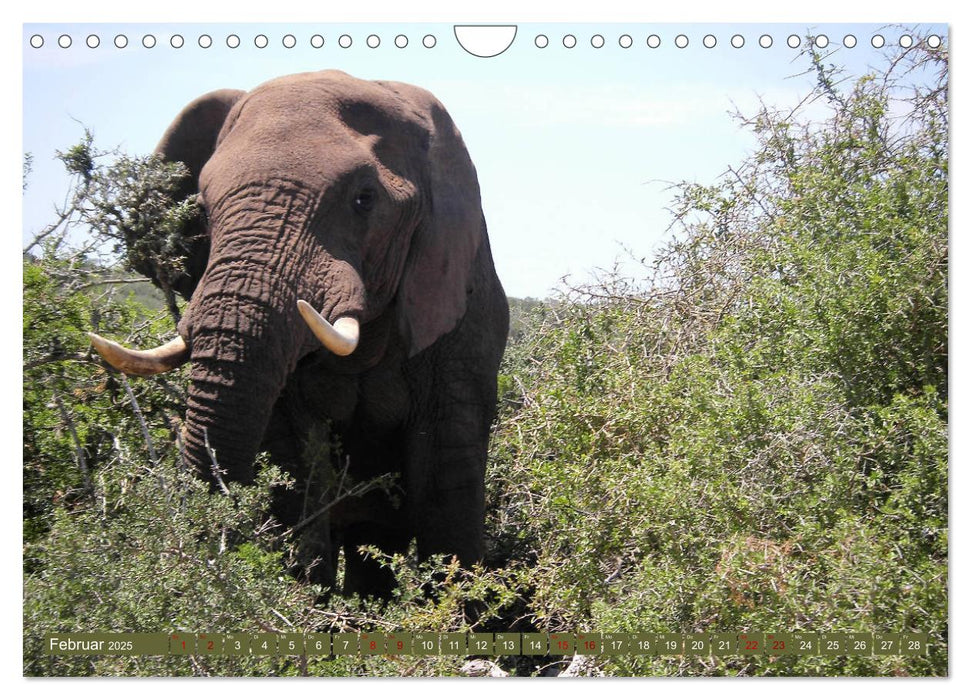 Südafrika - Von Kapstadt bis Addo Elephant Park (CALVENDO Wandkalender 2025)