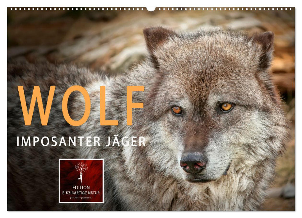 Wolf - Imposanter Jäger (CALVENDO Wandkalender 2025)