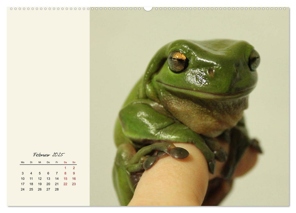 Froschig schön! Dekorative Könige der Tümpel und Teiche (CALVENDO Premium Wandkalender 2025)