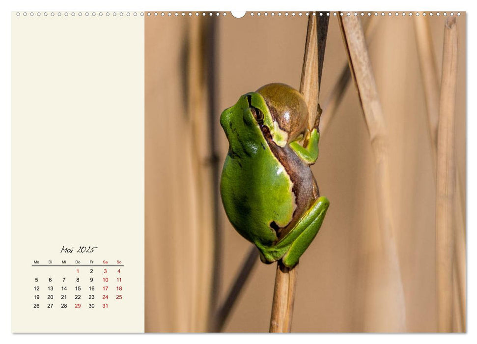 Froschig schön! Dekorative Könige der Tümpel und Teiche (CALVENDO Premium Wandkalender 2025)