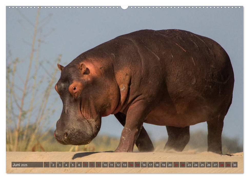 Sambia - ein großartiges Land (CALVENDO Premium Wandkalender 2025)