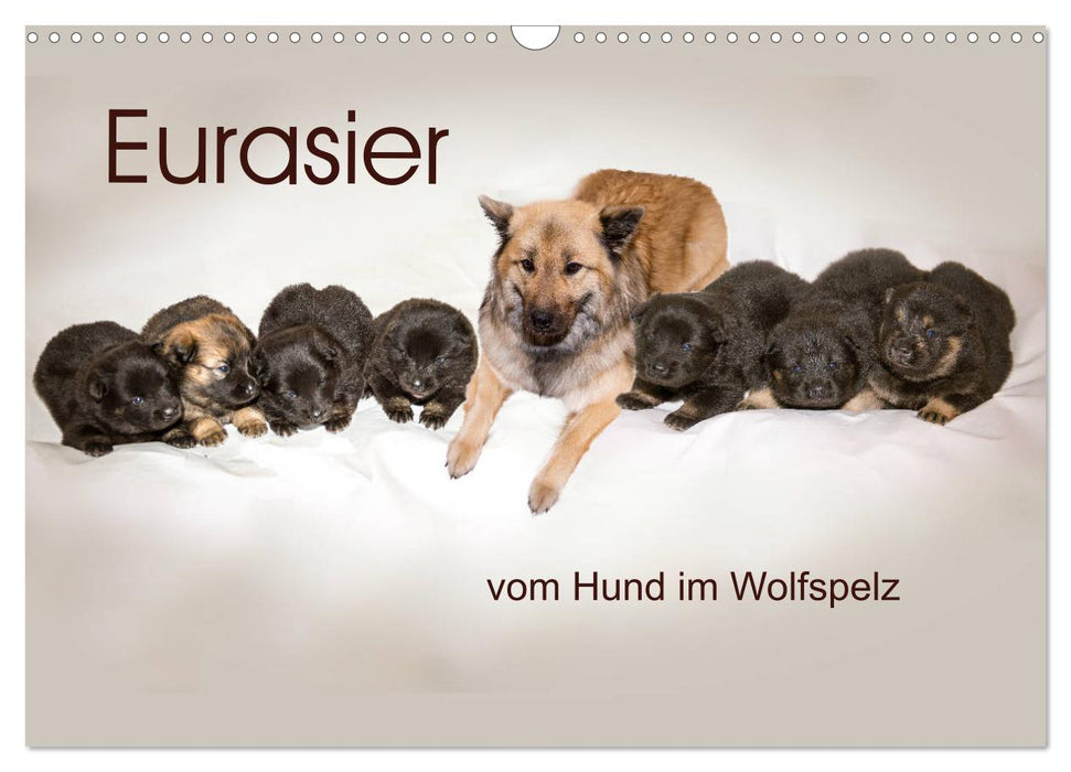 Eurasier, der Hund im Wolfspelz (CALVENDO Wandkalender 2025)