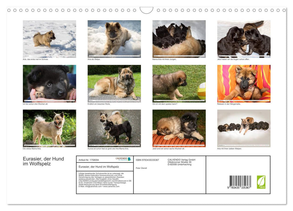 Eurasier, der Hund im Wolfspelz (CALVENDO Wandkalender 2025)